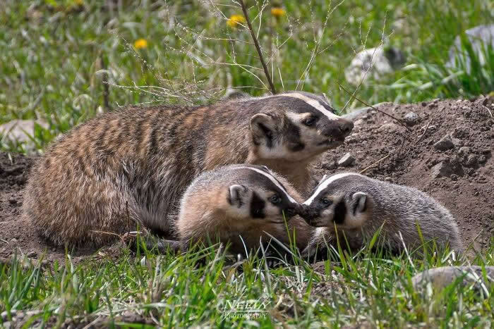 Adorable Animal Photos by Joe Neely Bond Between Moms and Babies