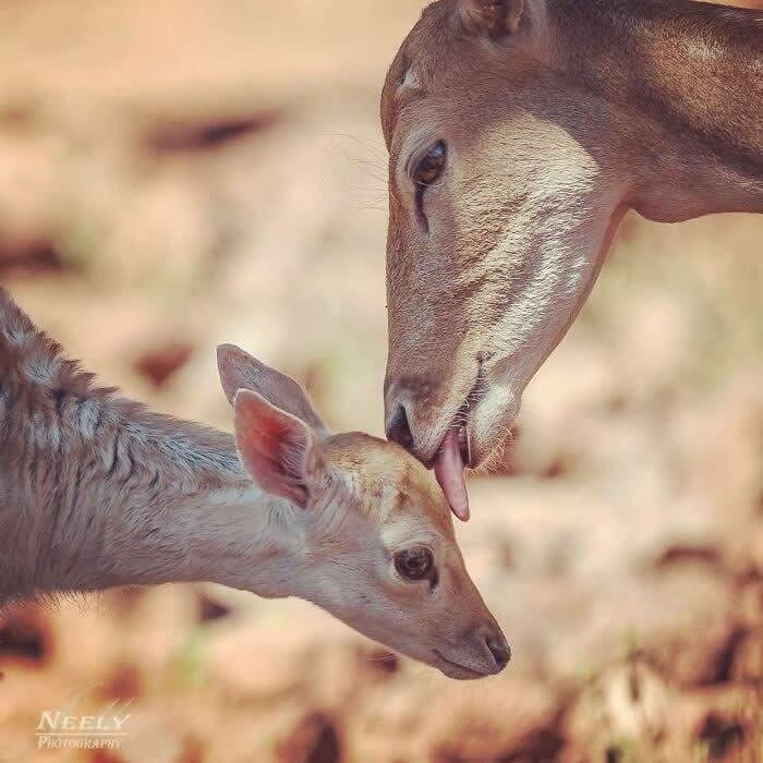 Adorable Animal Photos by Joe Neely Bond Between Moms and Babies