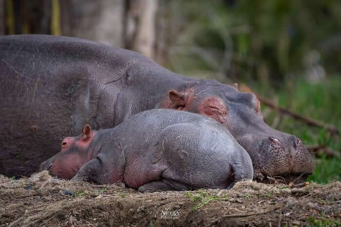 Adorable Animal Photos by Joe Neely Bond Between Moms and Babies