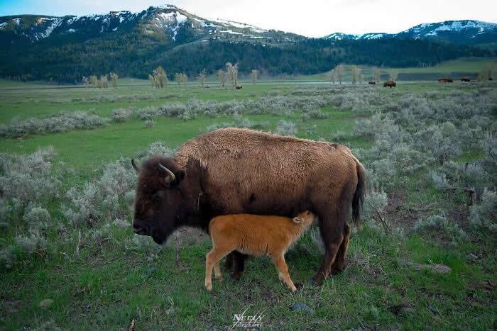 Adorable Animal Photos by Joe Neely Bond Between Moms and Babies