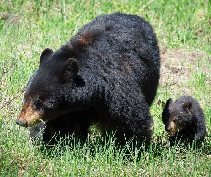 Adorable Animal Photos by Joe Neely Bond Between Moms and Babies