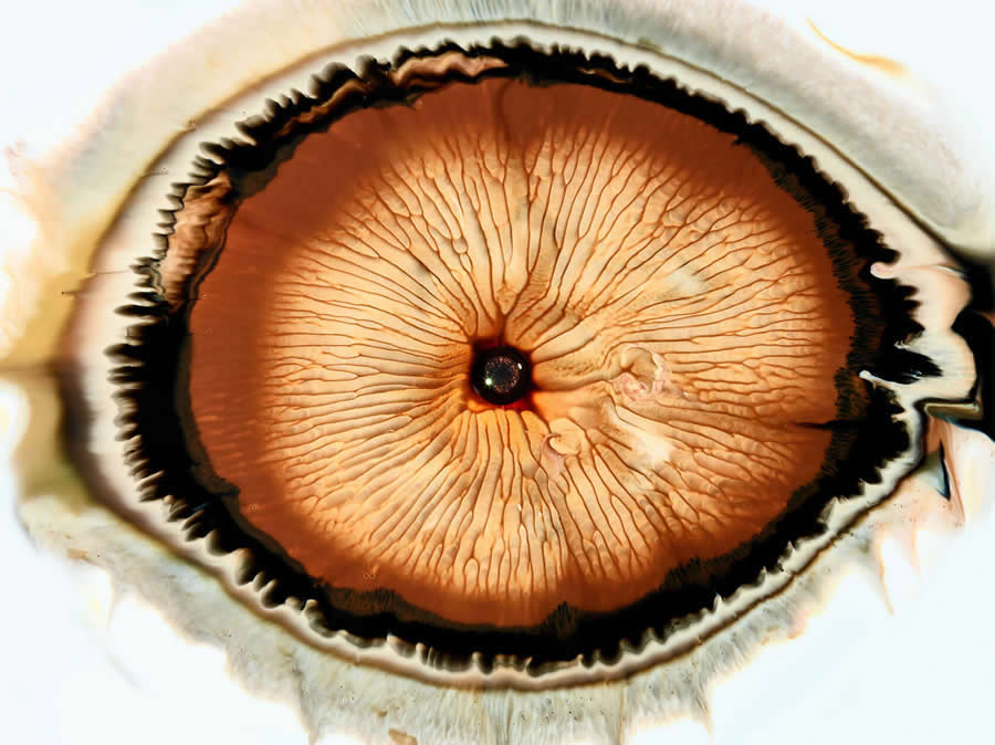 Liquid Eyes by Mark Mawson