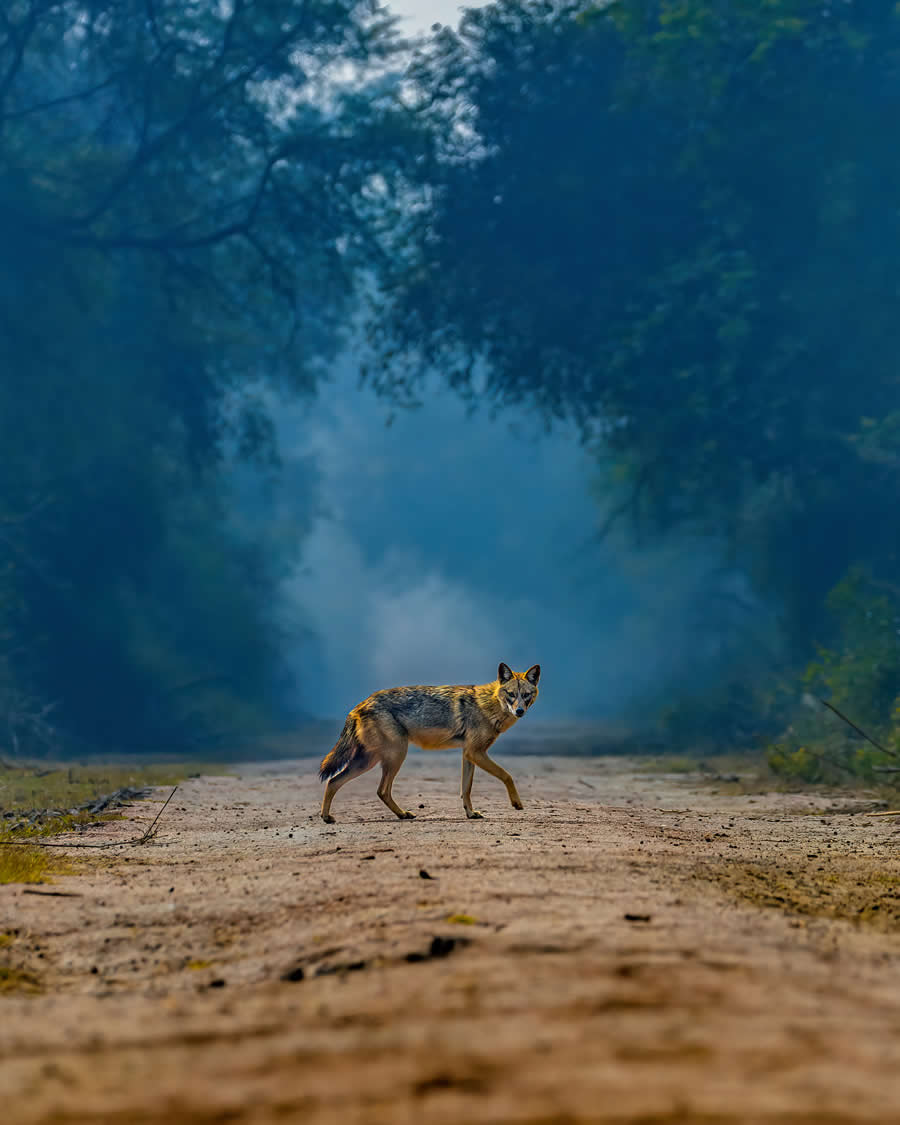 Indian Wildlife Photography by Arindam Saha