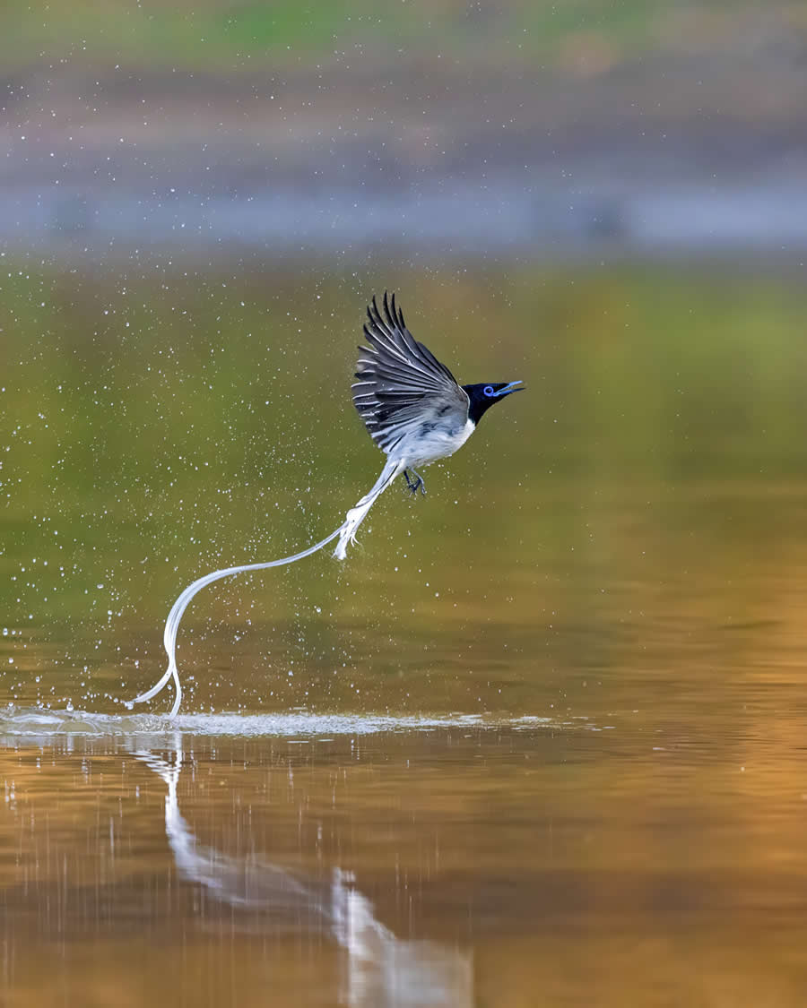 Indian Wildlife Photography by Arindam Saha