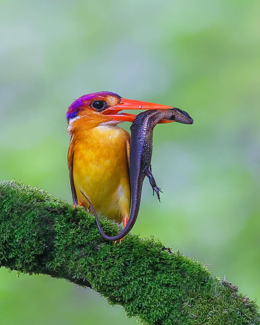 Indian Wildlife Photography by Arindam Saha