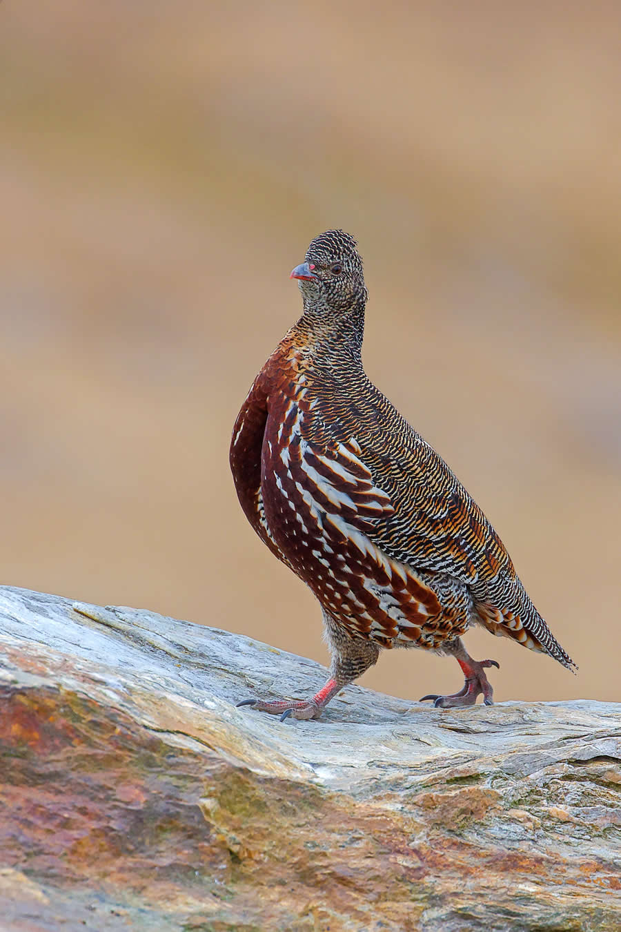 Indian Wildlife Photography by Arindam Saha