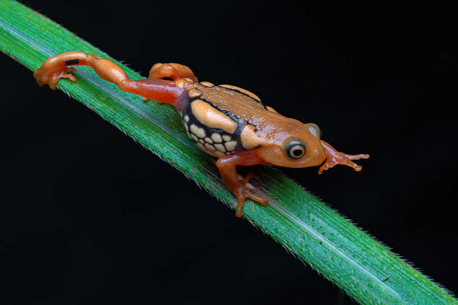 Indian Wildlife Photography by Arindam Saha