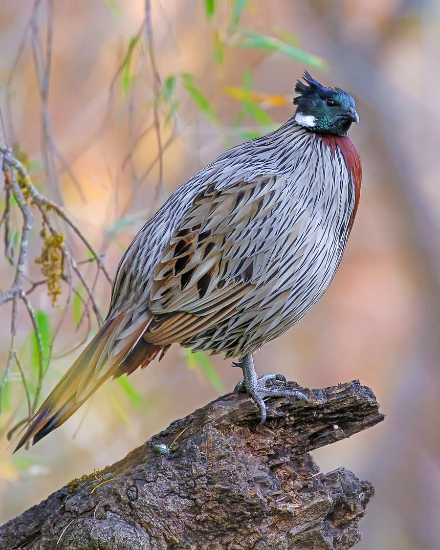Indian Wildlife Photography by Arindam Saha
