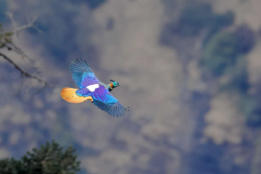 Indian Wildlife Photography by Arindam Saha