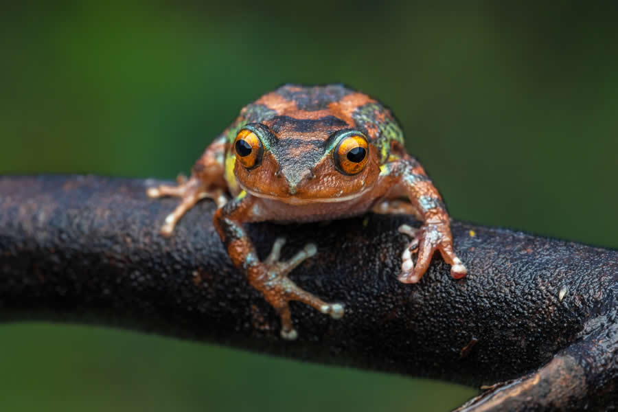 Indian Wildlife Photography by Arindam Saha