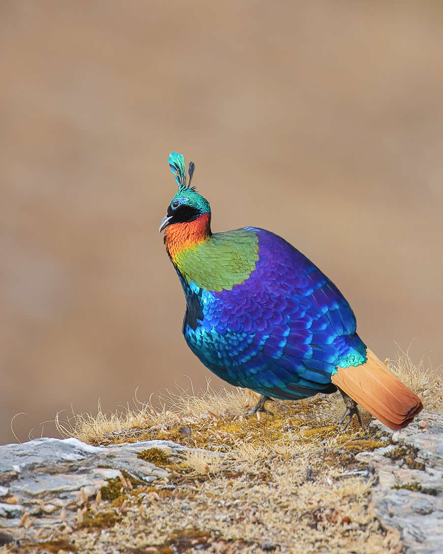 Indian Wildlife Photography by Arindam Saha