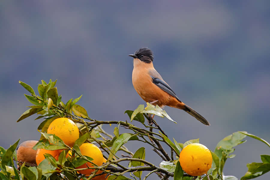 Indian Wildlife Photography by Arindam Saha