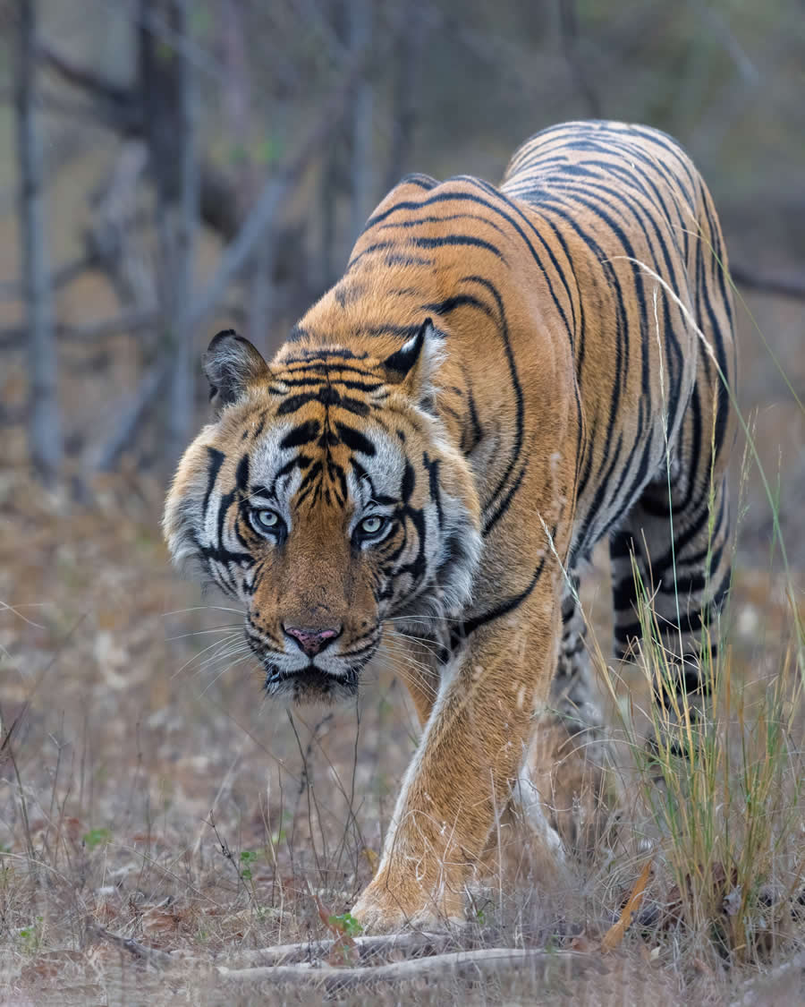 Indian Wildlife Photography by Arindam Saha