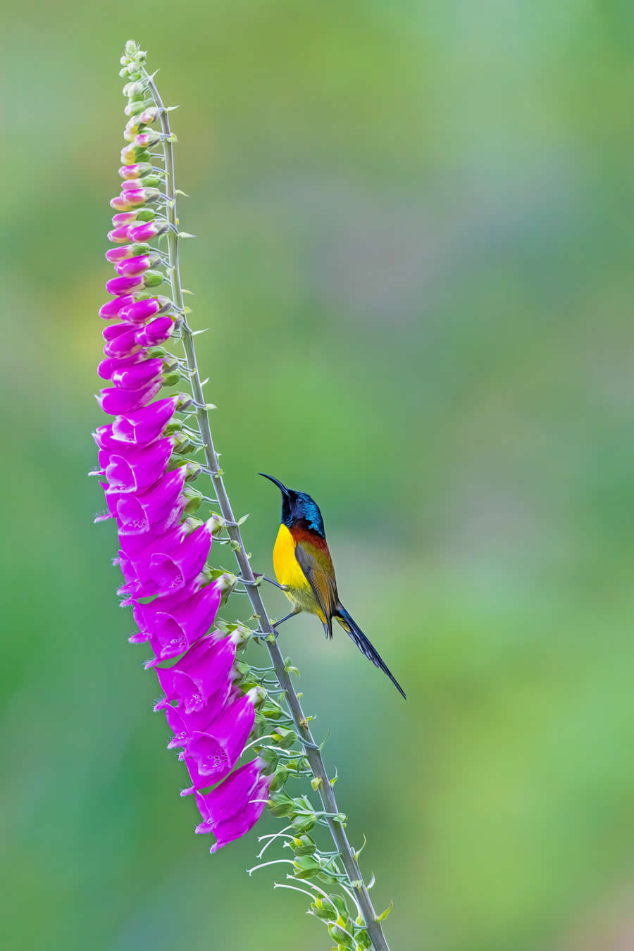 Indian Wildlife Photography by Arindam Saha