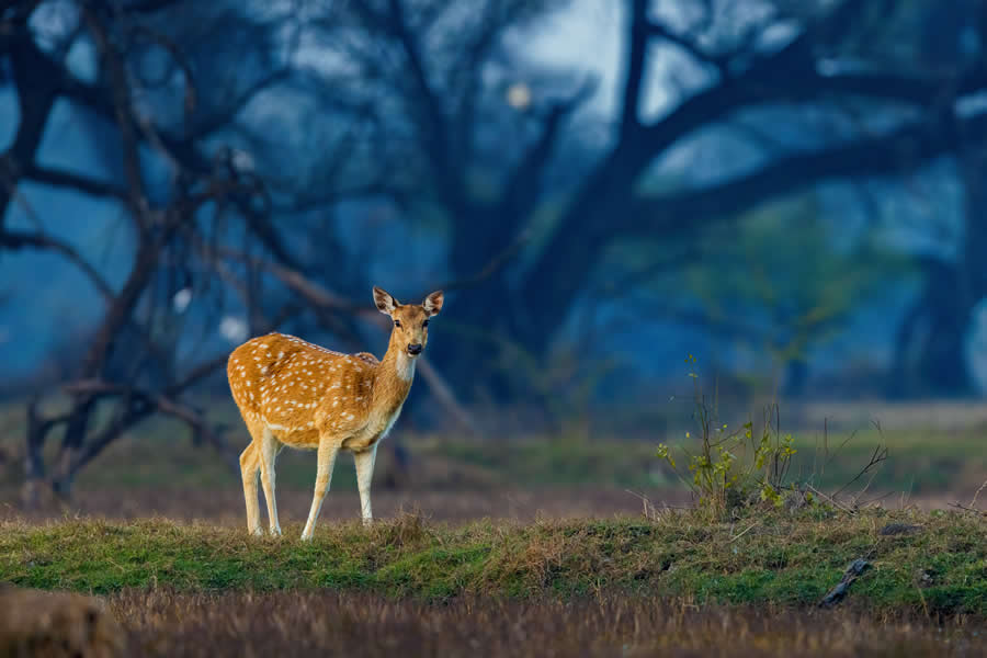 Indian Wildlife Photography by Arindam Saha