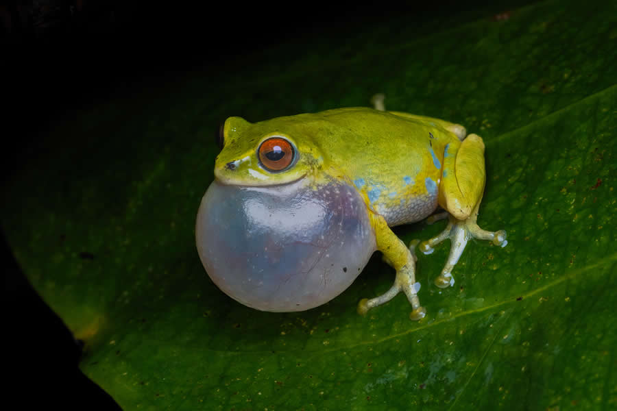 Indian Wildlife Photography by Arindam Saha