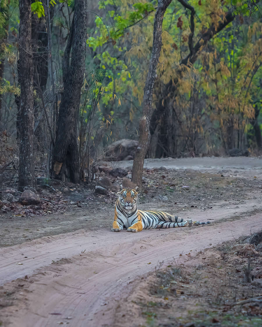 Indian Wildlife Photography by Arindam Saha
