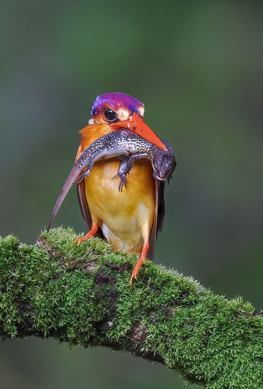 Indian Wildlife Photography by Arindam Saha