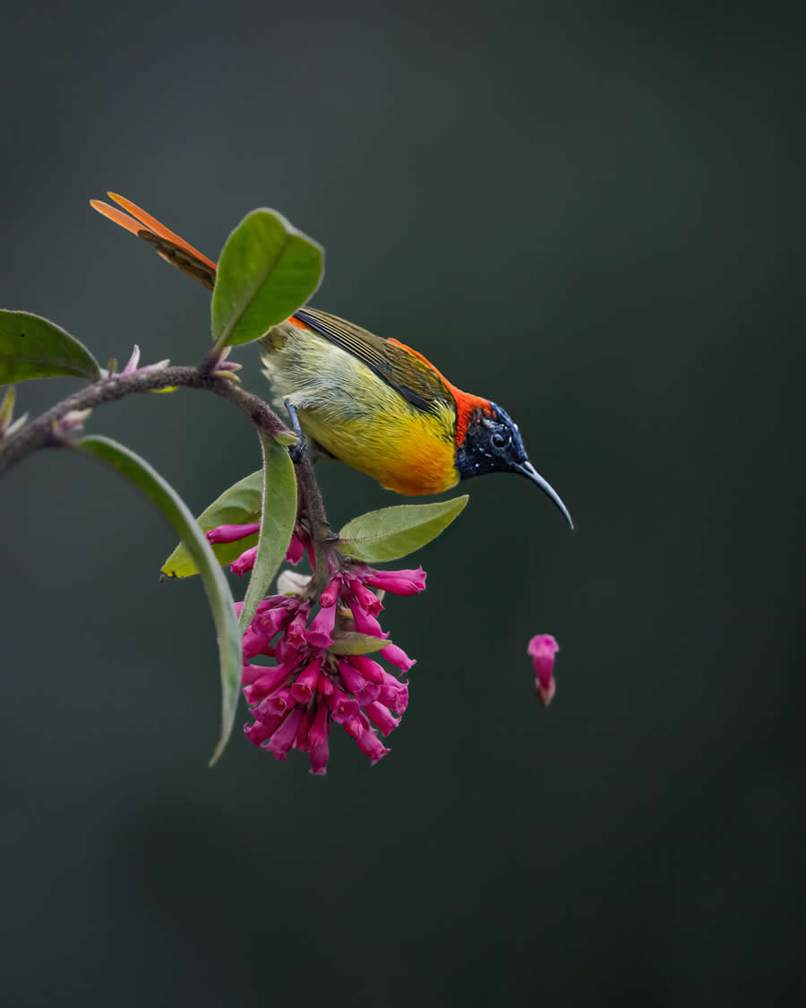 Indian Wildlife Photography by Arindam Saha