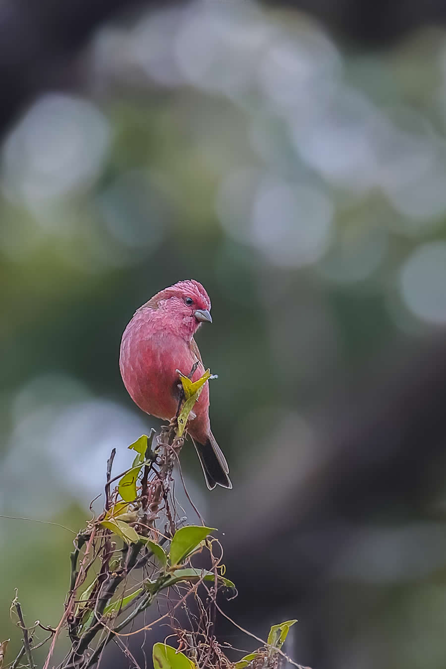 Indian Wildlife Photography by Arindam Saha