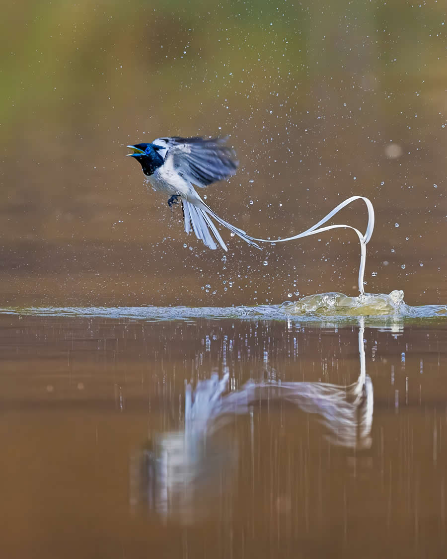 Indian Wildlife Photography by Arindam Saha