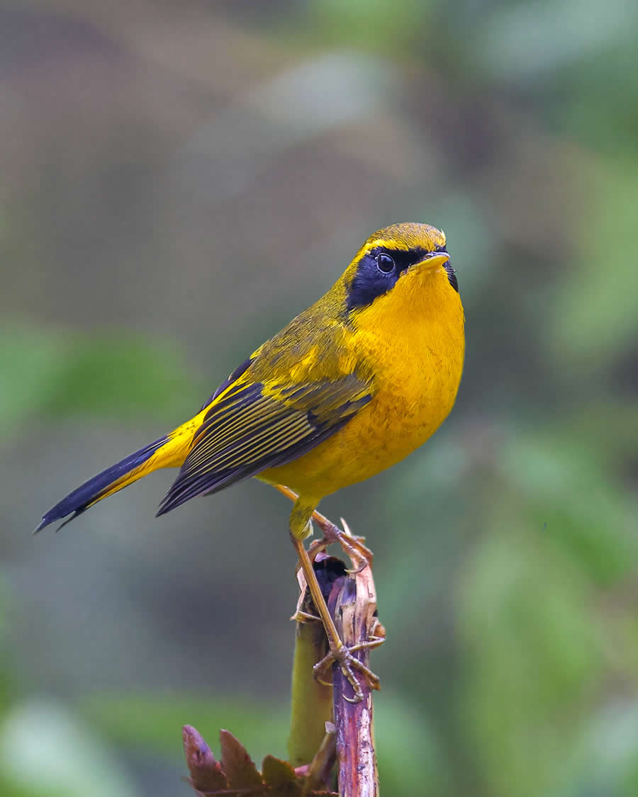 Indian Wildlife Photography by Arindam Saha