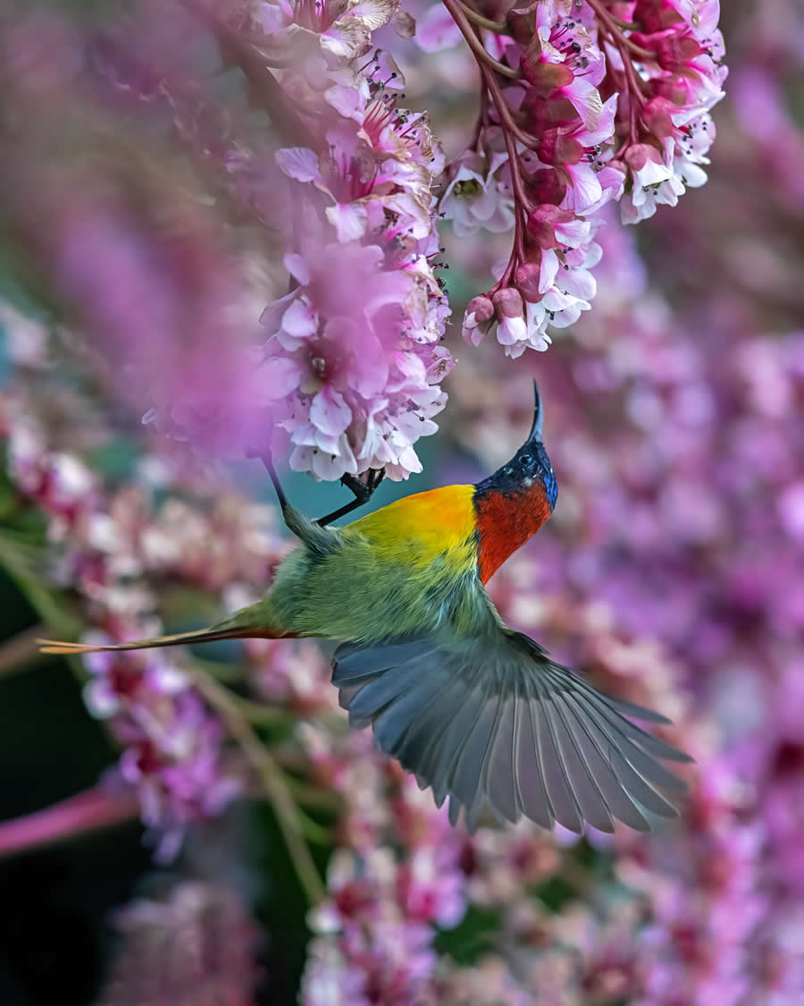 Indian Wildlife Photography by Arindam Saha