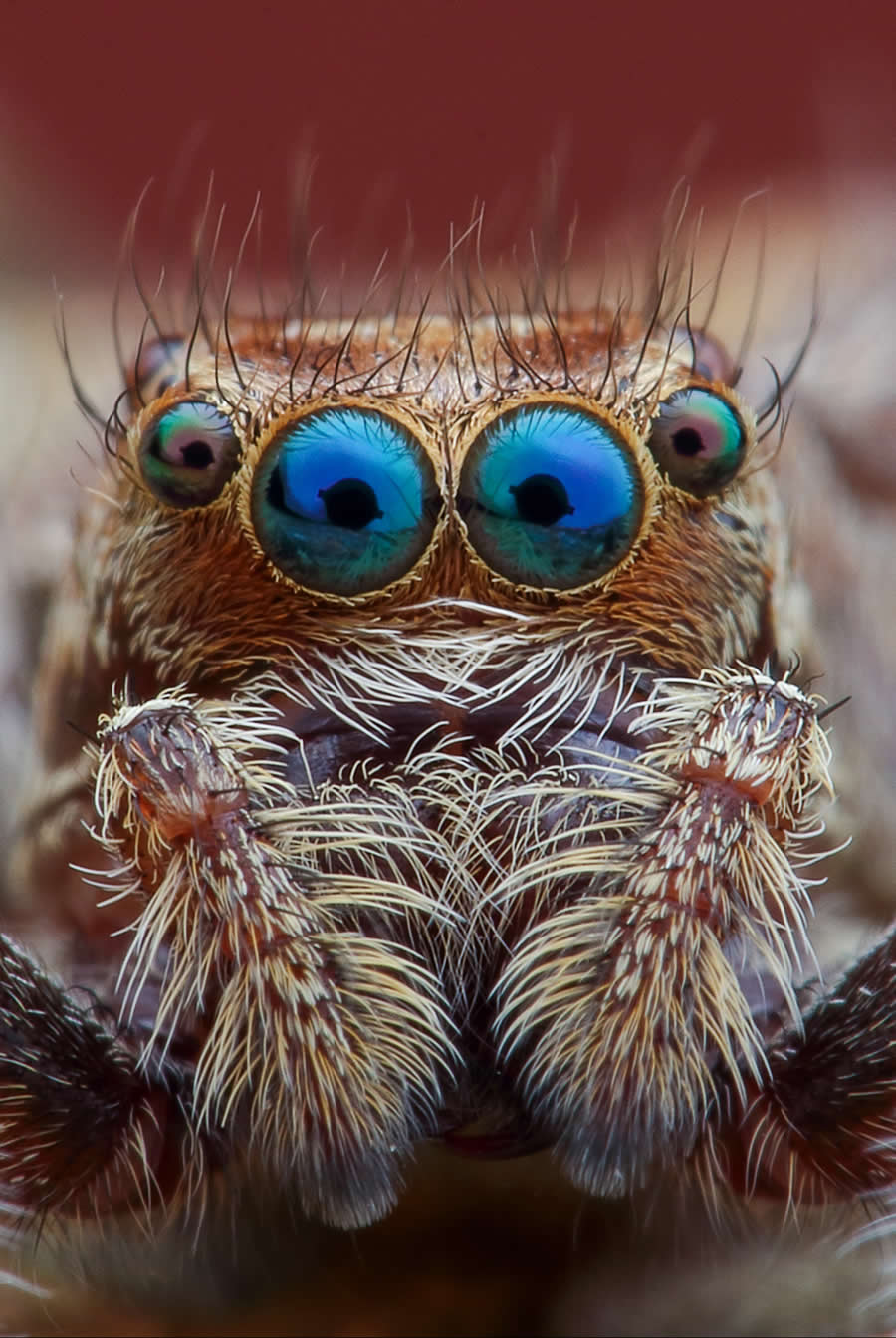 Indian Wildlife Photography by Arindam Saha