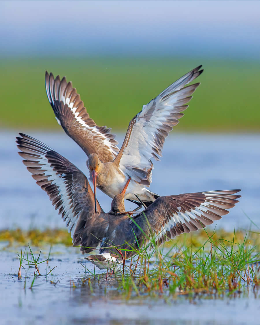 Indian Wildlife Photography by Arindam Saha