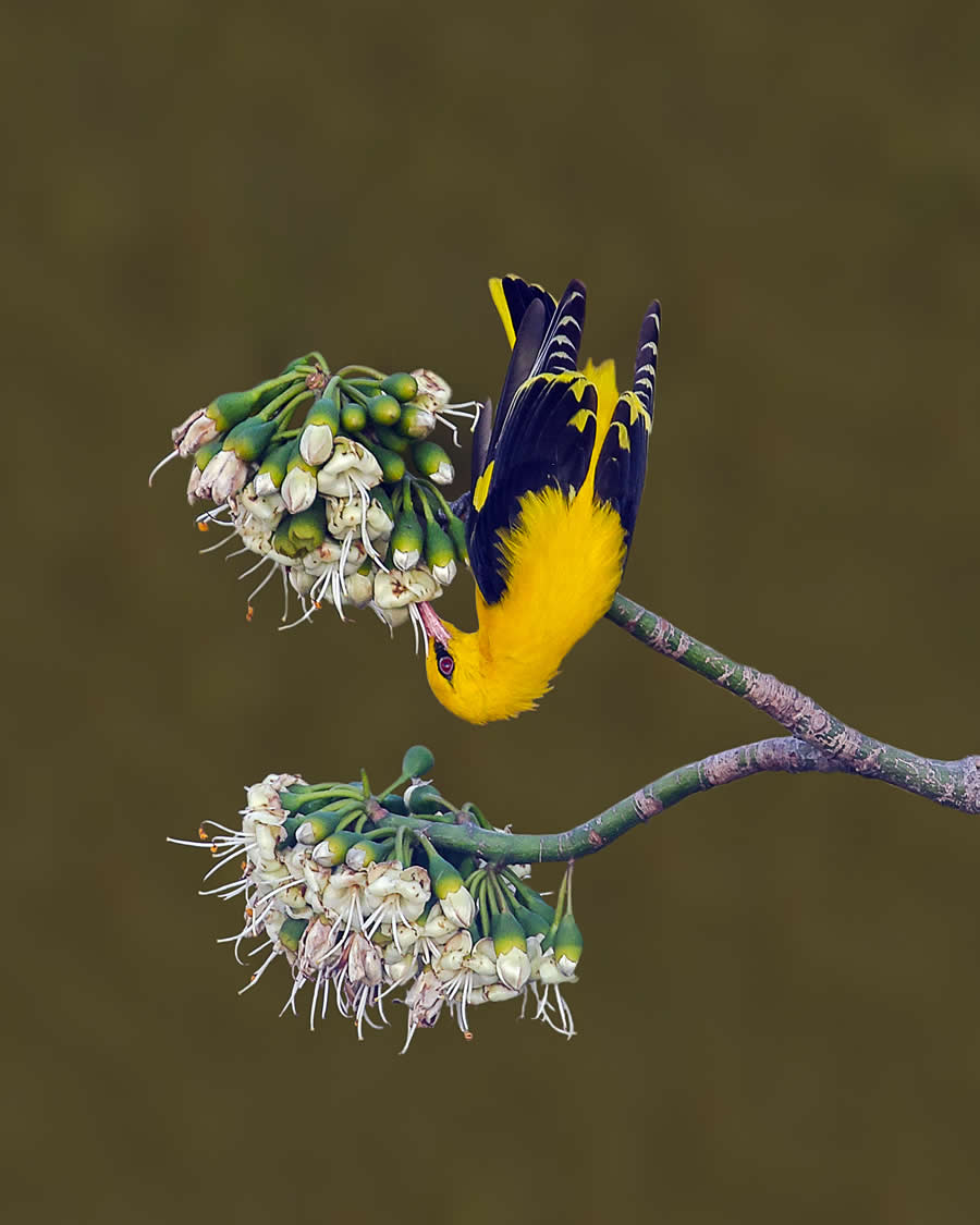 Indian Wildlife Photography by Arindam Saha