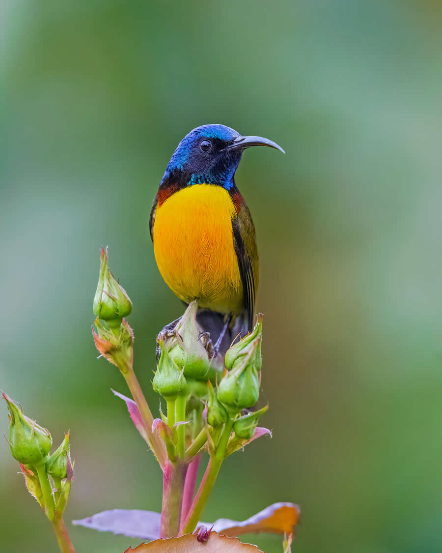 Indian Wildlife Photography by Arindam Saha