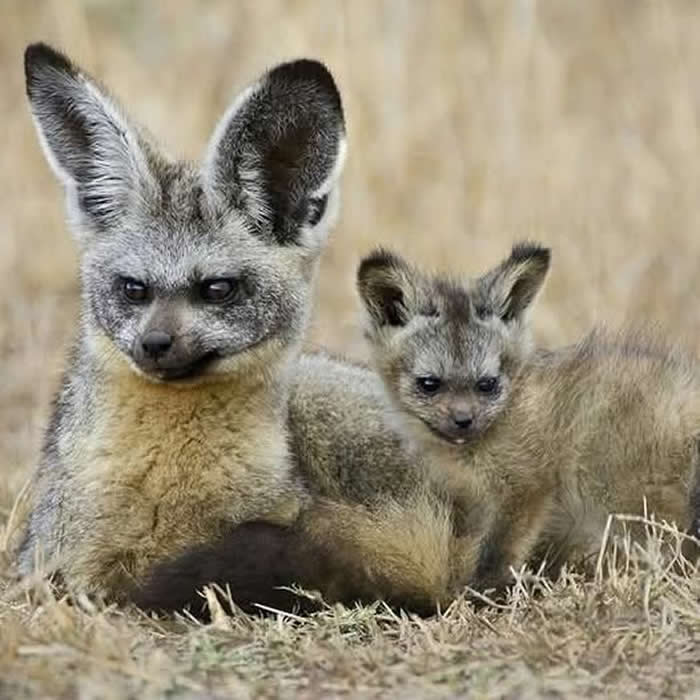 Pure Beauty of Nature