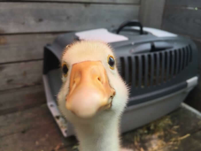 This Picture I Took Of My Baby Goose - Adorable Animal Selfies