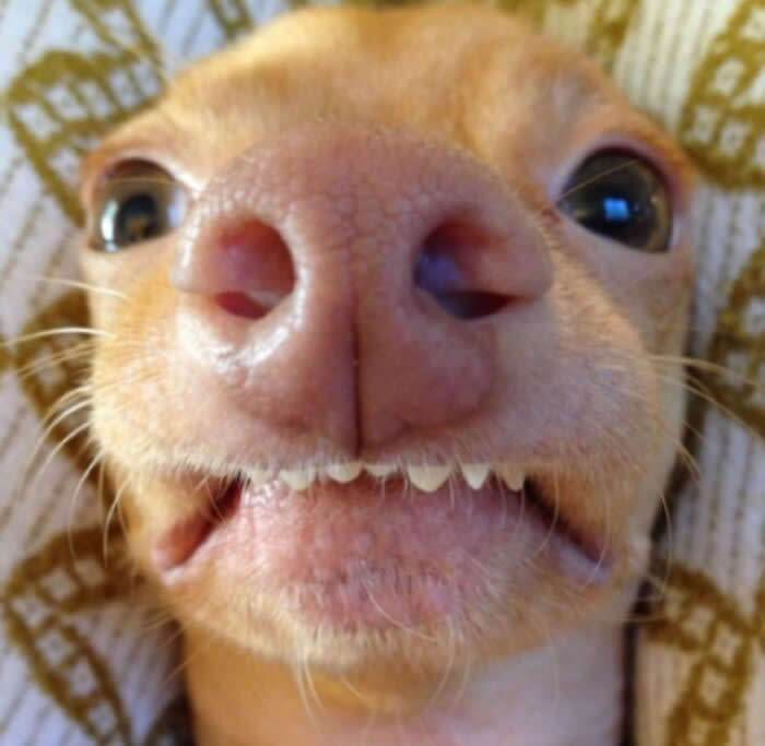 Selfie - Adorable Animal Selfies