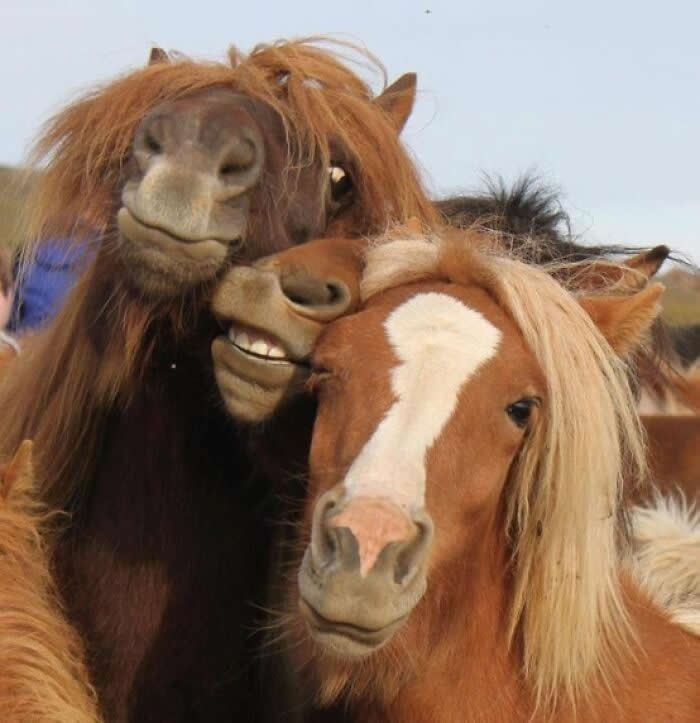 Reminds Me Of Drunken Girls Trying To Pose For A Picture - Adorable Animal Selfies