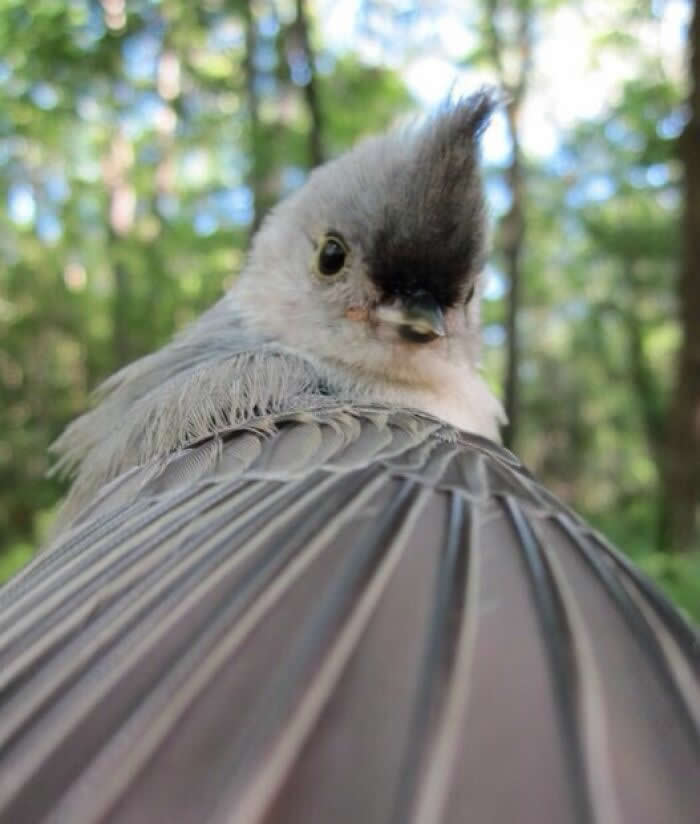 Bird Selfie - Adorable Animal Selfies