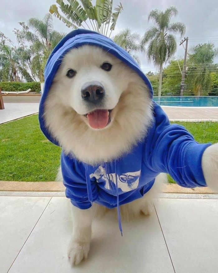 Doggo Loves Taking Selfies - Adorable Animal Selfies