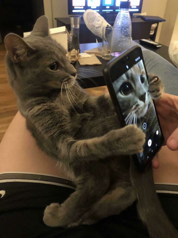 Guess My Kitten’s All Grown Up - Adorable Animal Selfies