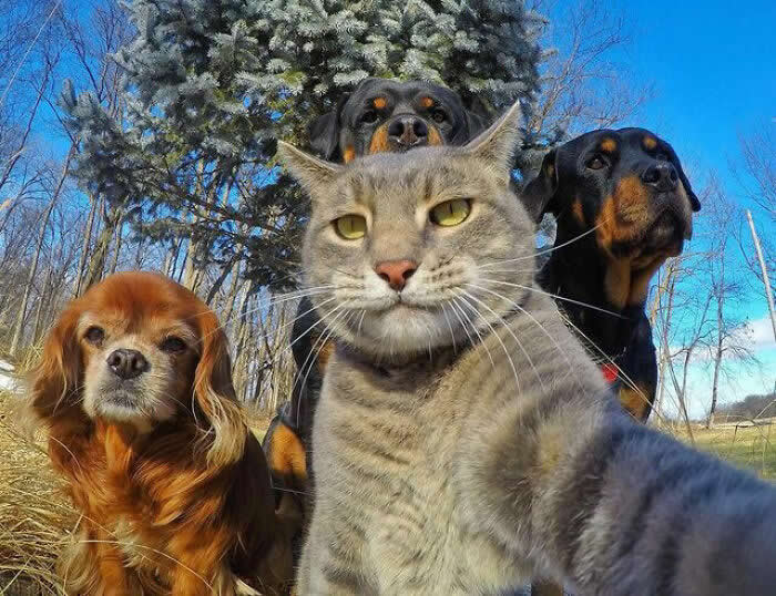 Best Pet Selfie - Adorable Animal Selfies