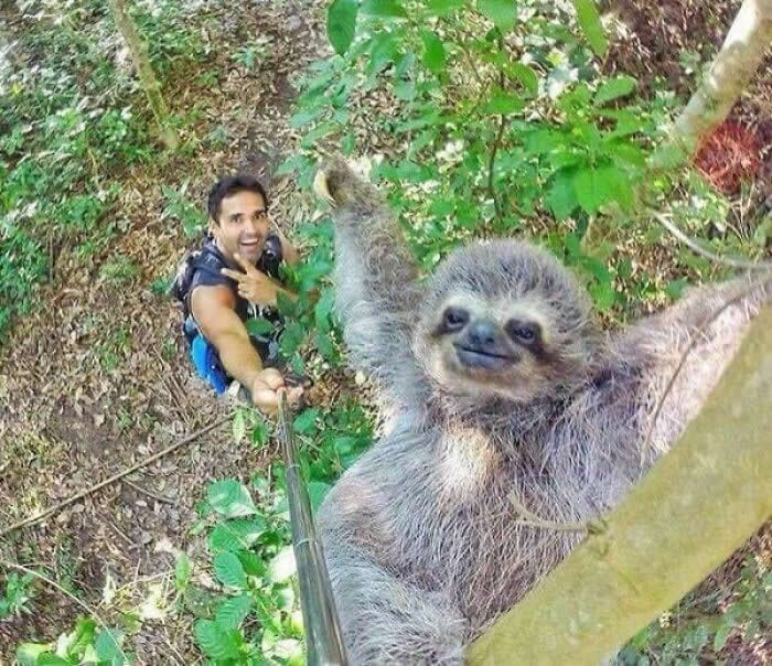 Sloth Selfie - Adorable Animal Selfies