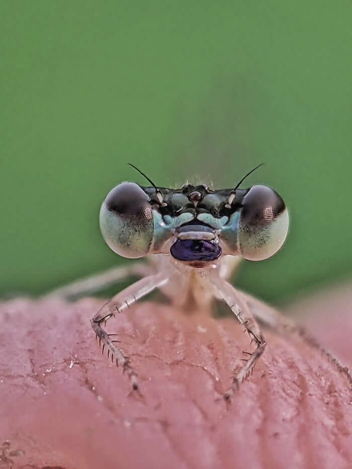 Macro Photography by Sai Krishna