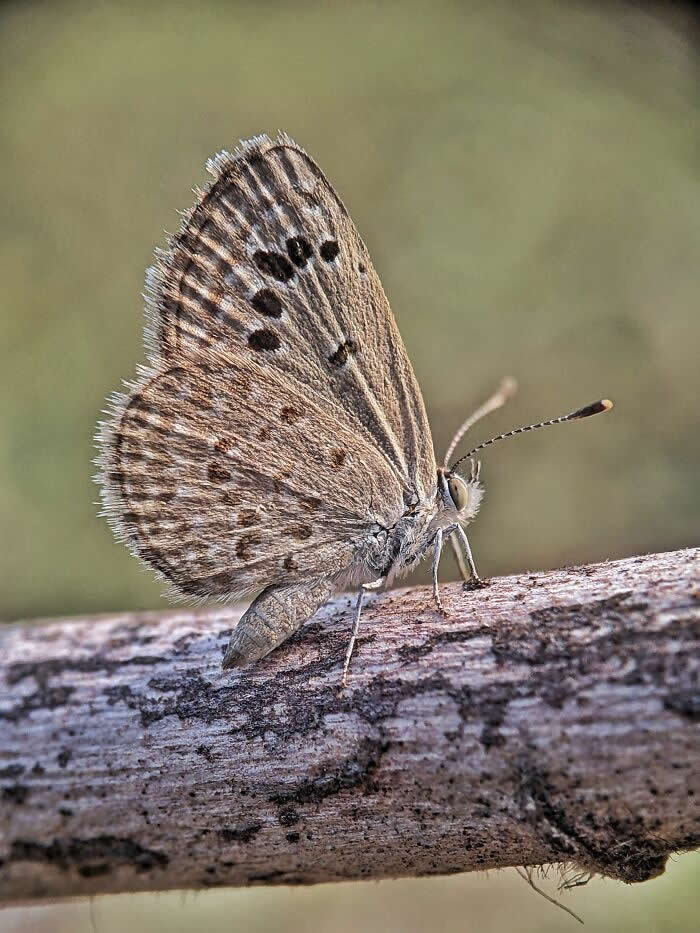Macro Photography by Sai Krishna