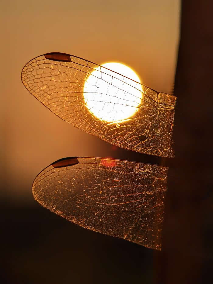 Macro Photography by Sai Krishna