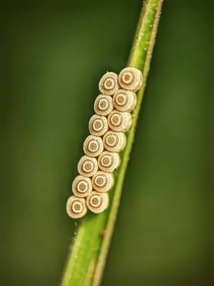 Macro Photography by Sai Krishna