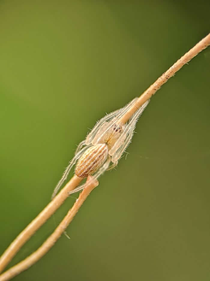 Macro Photography by Sai Krishna