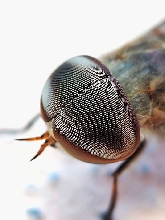 Macro Photography by Sai Krishna