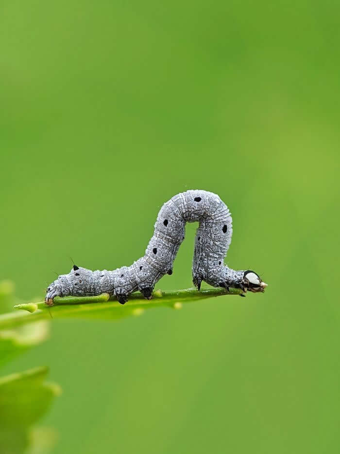 Macro Photography by Sai Krishna