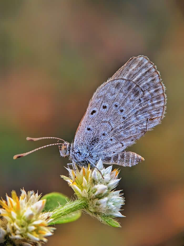 Macro Photography by Sai Krishna