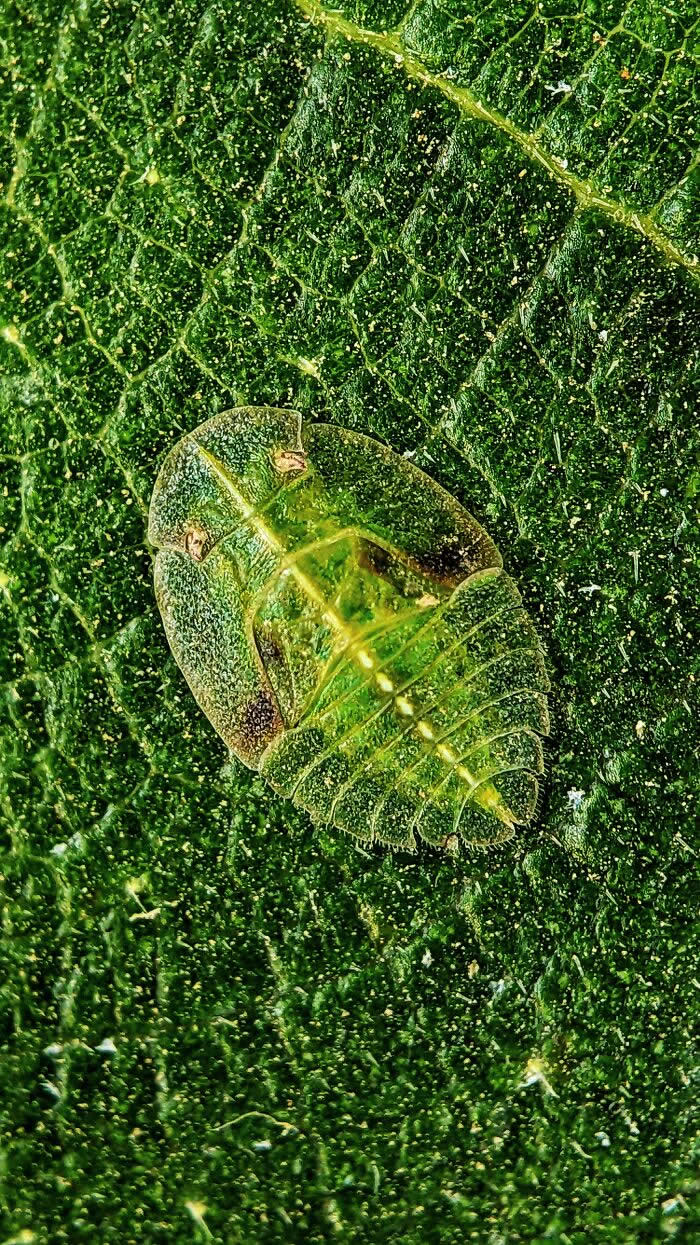 Macro Photography by Sai Krishna