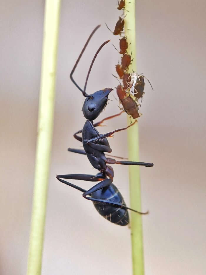 Macro Photography by Sai Krishna